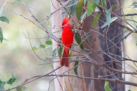 Northern Cardinal (Cardinalis cardinalis) [Bosque Los Colomos (Guadalajara), Mexico]