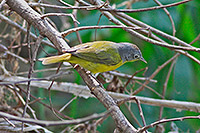 Nashville Warbler (Leiothlypis ruficapilla) [Colima (ciudad), Mexico]
