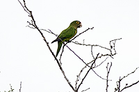 Orange-fronted Parakeet (Eupsittula canicularis) [Campo Alpuyeque (Colima), Mexico]