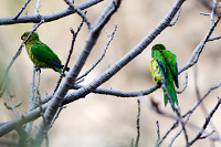 Orange-fronted Parakeet (Eupsittula canicularis) [Barranca de Oblatos-Huentitán (jal), Mexico]