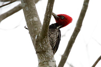 Pale-billed Woodpecker (Campephilus guatemalensis) [Rancho Primavera, El Tuito, Jalisco (Jal), Mexico]