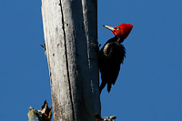 Pale-billed Woodpecker (Campephilus guatemalensis) [Cerro San Juan - Camino a La Noria, Jalisco (Jal), Mexico]