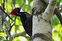 Pale-billed Woodpecker (Campephilus guatemalensis) [Calakmul, Campeche (Cam), Mexico]