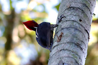 Pale-billed Woodpecker (Campephilus guatemalensis) [Tikal PN, Petén, Guatemala]
