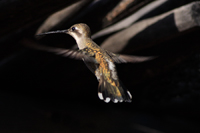 Plain-capped Starthroat