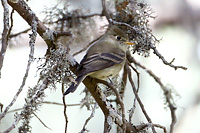 Pine Flycatcher