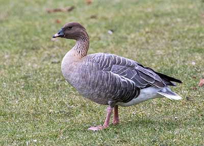Pink-footed Goose (Anser brachyrhynchus) [Frederiksberg Have, Denmark]