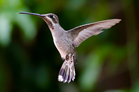 Plain-capped Starthroat