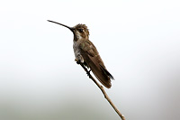 Plain-capped Starthroat