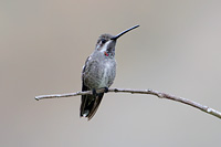 Plain-capped Starthroat