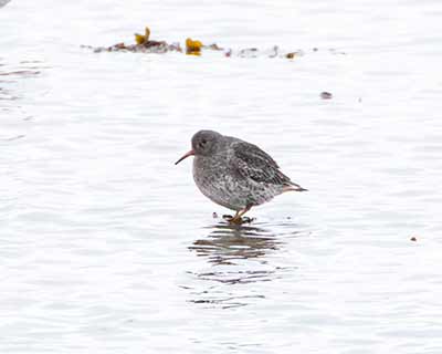 Purple Sandpiper (Calidris maritima) [Søvang, Denmark]