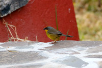 Rufous-capped Brushfinch (Atlapetes pileatus) [Las Joyas (Manantlán - jal), Mexico]