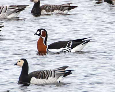 Red-breasted Goose (Branta ruficollis) [Kalvebod Fælled, Denmark]