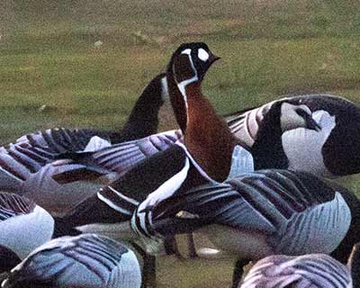 Red-breasted Goose (Branta ruficollis) [Kalvebod Fælled, Denmark]