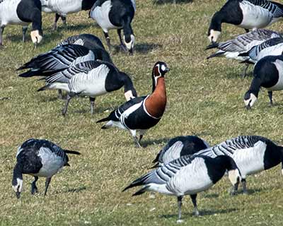 Red-breasted Goose (Branta ruficollis) [Kalvebod Fælled, Denmark]