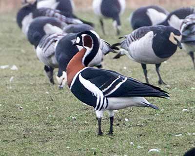 Red-breasted Goose (Branta ruficollis) [Amager Fælled, Denmark]