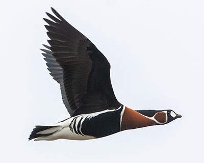 Red-breasted Goose (Branta ruficollis) [Kalvebod Fælled, Denmark]