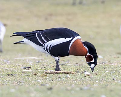Red-breasted Goose (Branta ruficollis) [Kalvebod Fælled, Denmark]