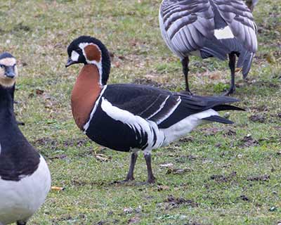 Red-breasted Goose (Branta ruficollis) [Kalvebod Fælled, Denmark]