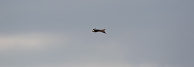 Red Kite (Milvus milvus) [Tømmerupvej, Amager, Denmark]
