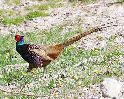 Ring-necked Pheasant (Phasianus colchicus) [Kongelundsområdet, Denmark]