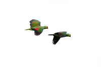 Red-lored Parrot (Amazona autumnalis) [Tikal PN, Guatemala]