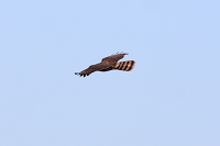 Roadside Hawk (Rupornis magnirostris) [Valle de las Garzas (laguna), Manzanillo, Colima (Col), Mexico]
