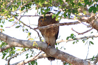 Roadside Hawk (Rupornis magnirostris) [Salinas de Cuyutlán, Colima (Col), Mexico]