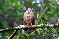 Roadside Hawk (Rupornis magnirostris) [Tikal PN, Petén, Guatemala]