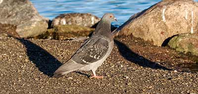 Rock Pigeon (Feral Pigeon) (Columba livia (Feral Pigeon)) [Christianshavn, Amager, Denmark]