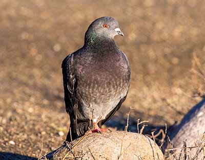 Rock Pigeon (Feral Pigeon) (Columba livia (Feral Pigeon)) [Christianshavn, Amager, Denmark]