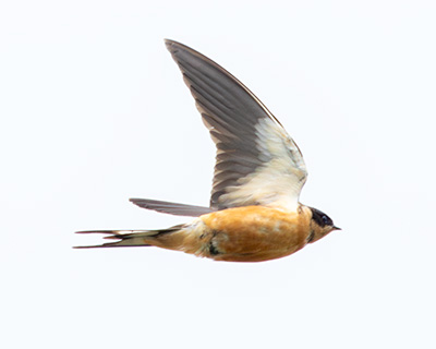 Rufous-chested Swallow (Cecropis semirufa) [Rørtang Overdrev (Snekkersten), Denmark]