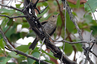 Russet Nightingale-Thrush
