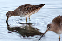 Short-billed Dowitcher