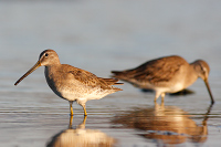 Short-billed Dowitcher