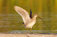 Short-billed Dowitcher