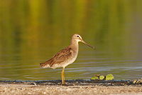 Short-billed Dowitcher