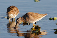 Short-billed Dowitcher