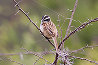 Stripe-headed Sparrow (Peucaea ruficauda) [Laguna La María (col), Mexico]