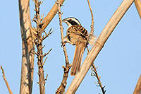 Stripe-headed Sparrow (Peucaea ruficauda) [Camino El Chanal (Colima), Mexico]