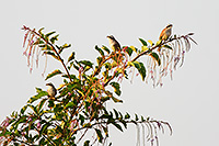 Stripe-headed Sparrow (Peucaea ruficauda) [Parque La Campana (Colima), Mexico]