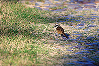 Stripe-headed Sparrow (Peucaea ruficauda) [Camino a Playa de Oro (col), Mexico]