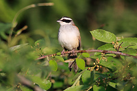 Stripe-headed Sparrow (Peucaea ruficauda) [Sierra Quila (jal), Mexico]