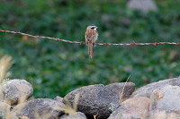Stripe-headed Sparrow (Peucaea ruficauda) [Presa la Vega (jal), Mexico]