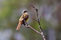 Social Flycatcher (Myiozetetes similis) [Bosque Los Colomos (Guadalajara), Mexico]