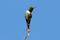 Sparkling-tailed Hummingbird (Tilmatura dupontii) [Arroyo Las Pilas (jal), Mexico]