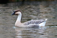 Swan Goose (Domestic type)