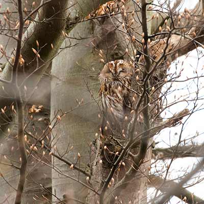 Tawny Owl (Strix aluco) [Kongelundsområdet, Denmark]