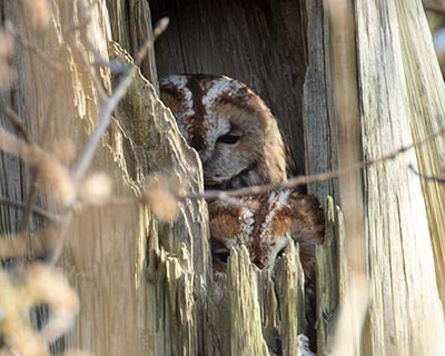 Tawny Owl (Strix aluco) [Kongelundsområdet, Denmark]
