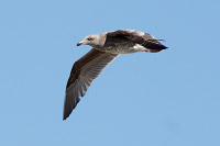Western Gull (Larus occidentalis) [El Sauzal (bcn), Mexico]